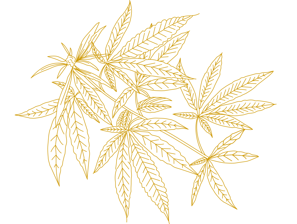 Cannabis Branch